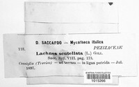 Scutellinia scutellata image